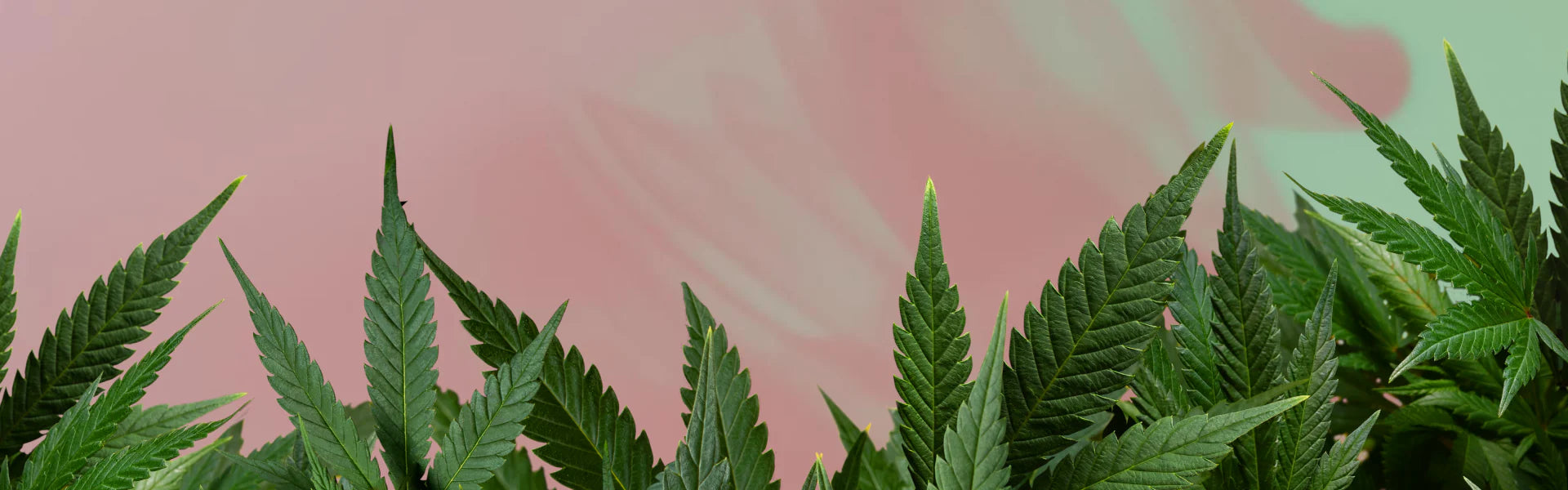 Nahaufname einer Hanfblüte vor einem hellorangen Hintergrund