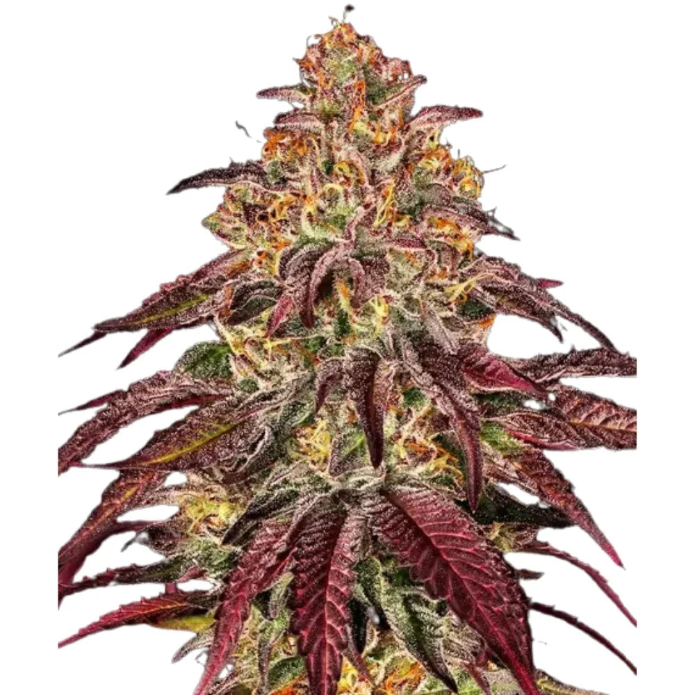 Mimosa x Orange Punch